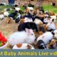 Cute Animals Rabbit As Pets Video | Baby rabbits Playing and Feeding Activities