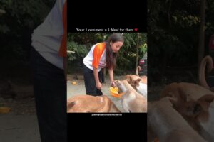 Cute Puppies | Cute Dogs Playing | Feeding Street Dogs #straydogs #shorts #trending