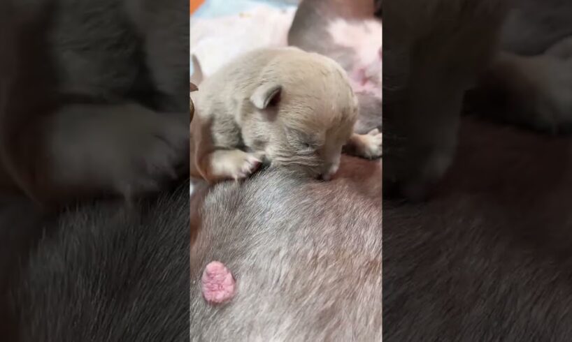 Cute Puppies Drinking Breast Milk #puppy #cutepuppy #puppyvideos