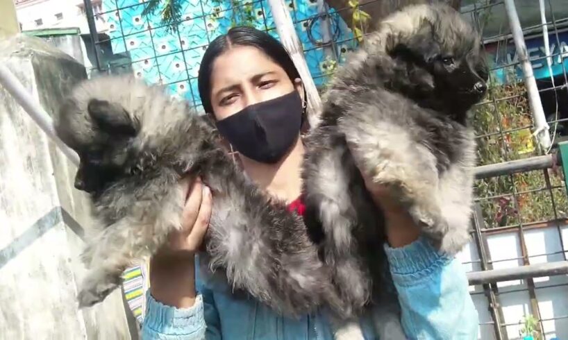 Cute Puppies at Serampore CAC Pet Market l Dog Market Kolkata l Kolkata Pet Market