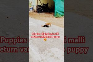 Cute Puppies😍😍 😍#cute #situation #doglover #dog #love #shorts #vihaanvlogs #animallover #dailyvlog