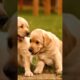 Cute Puppies #shorts #shortvideo #short #video #viralvideo #trending #youtube #youtubeshorts #dog