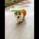 Cute Puppies 🥰♥ super funny Corgi ♥ #shorts #2024