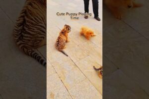 Cute Puppy Playing Time With Tiger Cub 🐶🐕 / #shorts #shortvideo #viralshorts #cute #puppy #pets