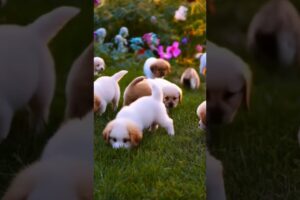 Cute baby Puppies #cute #toys #dog #puppies