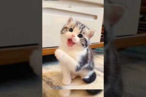 Cute cats playing lovely #beautiful #viralvideo #animals #funny #cat #natural #cutecat #catlover