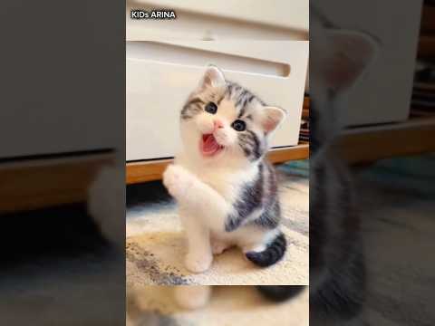 Cute cats playing lovely #beautiful #viralvideo #animals #funny #cat #natural #cutecat #catlover