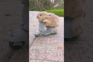 Cute hamster playing around with his bike 😍🥰