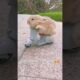 Cute hamster playing around with his bike 😍🥰