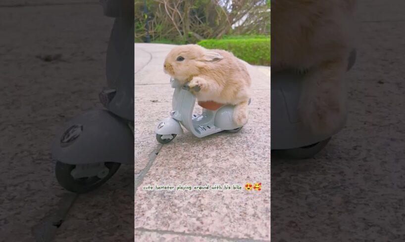 Cute hamster playing around with his bike 😍🥰