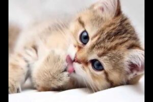 Cute kitten pictures