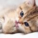 Cute kitten pictures