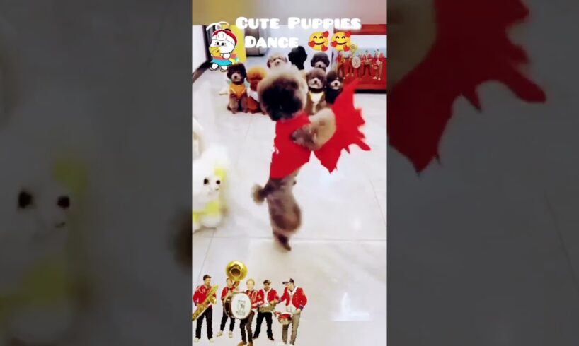 Cute puppies 🥰 Dance mass beat #funny #shorts #funnyvideo #dance #cute #dogs #viralvideo