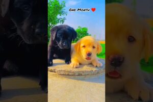 Cute puppies before and after🥰#shorts #trending #shorts