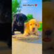 Cute puppies before and after🥰#shorts #trending #shorts