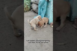 Cute puppies eatingshow #puppy #puppies #viral #trending #dog #dogs #puppylife #doglover #labrador