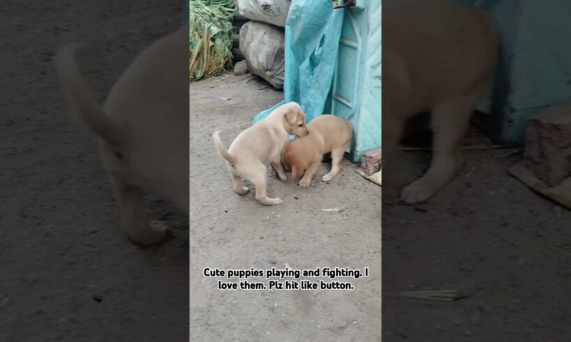 Cute puppies eatingshow #puppy #puppies #viral #trending #dog #dogs #puppylife #doglover #labrador