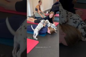 Cute puppies 😍 entertainment gym#shorts #pets #shortvideo #entertainment