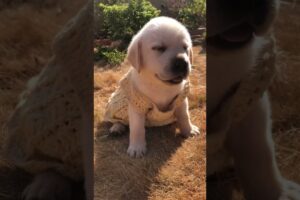 Cute puppies open eyes 🥰 |#shorts #dog #minivlog #vlog