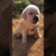 Cute puppies open eyes 🥰 |#shorts #dog #minivlog #vlog