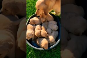 Cute puppies #puppy #puppies #puppyvideos #puppydog #dog #cuteanimals #youtubeshorts #cutedog