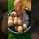 Cute puppies #puppy #puppies #puppyvideos #puppydog #dog #cuteanimals #youtubeshorts #cutedog