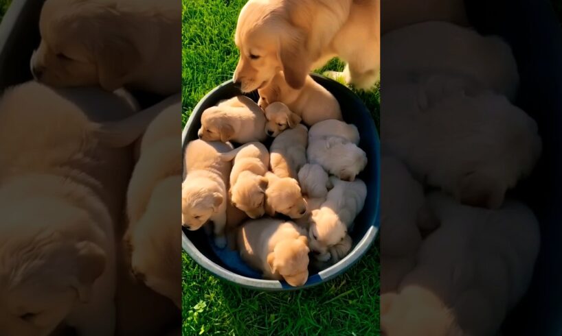 Cute puppies #puppy #puppies #puppyvideos #puppydog #dog #cuteanimals #youtubeshorts #cutedog