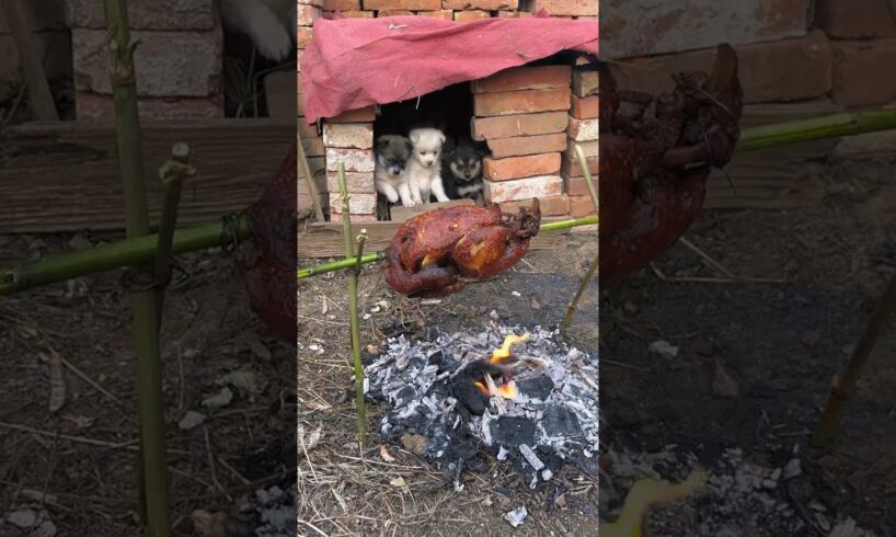 Cute puppies ready to eat roasted chicken #short #cute #pets #trending #viralvideo #ytshorts