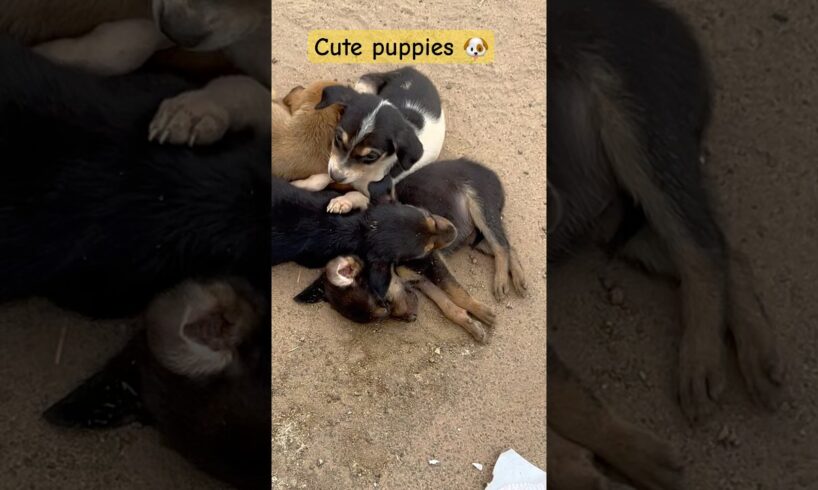 Cute puppies 🐶 #shortsfeed #trending#shortvideo#videos#dog#doglover#pets#ytshorts#yt#shorts#wow🐶