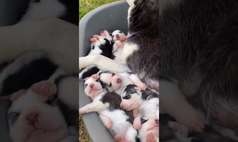 Cute puppies sleeping 🥰🥰🥰