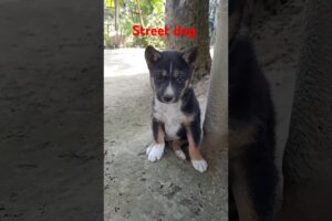 Cute puppies#short street dog puppies