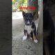 Cute puppies#short street dog puppies