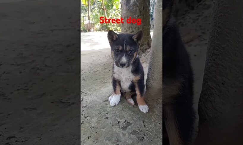 Cute puppies#short street dog puppies