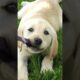 Cute puppy Poem | Cute Puppies | Cute Baby Animals