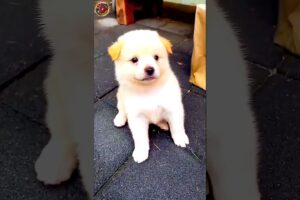 Cute puppy playing with his owner #shorts #pets #animals #animallover #cuteanimals  #cute #puppy