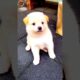 Cute puppy playing with his owner #shorts #pets #animals #animallover #cuteanimals  #cute #puppy