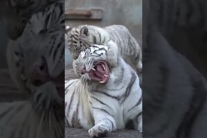 Cute tigers playing | niedliche Tiger spielen #cute #tiger #play #love #animals #shorts