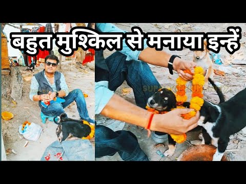 Cuteness Overload: Meeting the Cutest Puppies Ever! बहुत मुश्किल से मनाया इन्हें