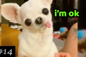 Cutest & Funniest Chihuahuas 💚 | Dogs Compilation | 10 minutes of laugh | Chihuahua Puppies