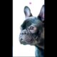 Cutest Puppies That Will Melt Your Heart! #pups #dogs #vertical #livestream #shortsbeta