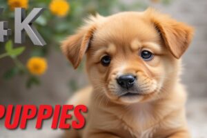 Cutest Puppies - Tiny Paws, Giant Hearts Compilation A Relaxing Journey 4k