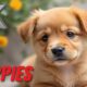 Cutest Puppies - Tiny Paws, Giant Hearts Compilation A Relaxing Journey 4k