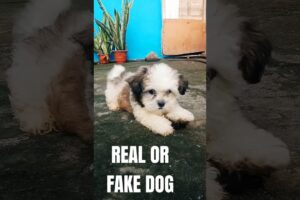 Cutest Puppy Ever #puppy #pets #dog #memes #animals #trending #pet #petlovers #viralvideo