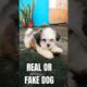 Cutest Puppy Ever #puppy #pets #dog #memes #animals #trending #pet #petlovers #viralvideo