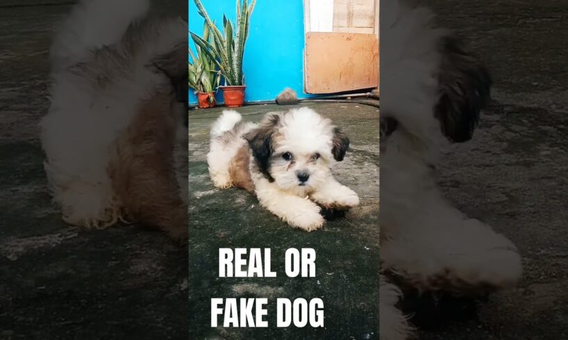 Cutest Puppy Ever #puppy #pets #dog #memes #animals #trending #pet #petlovers #viralvideo