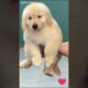 Cutest Puppy Videos on YouTube | Adorable & Funny Puppies in Action