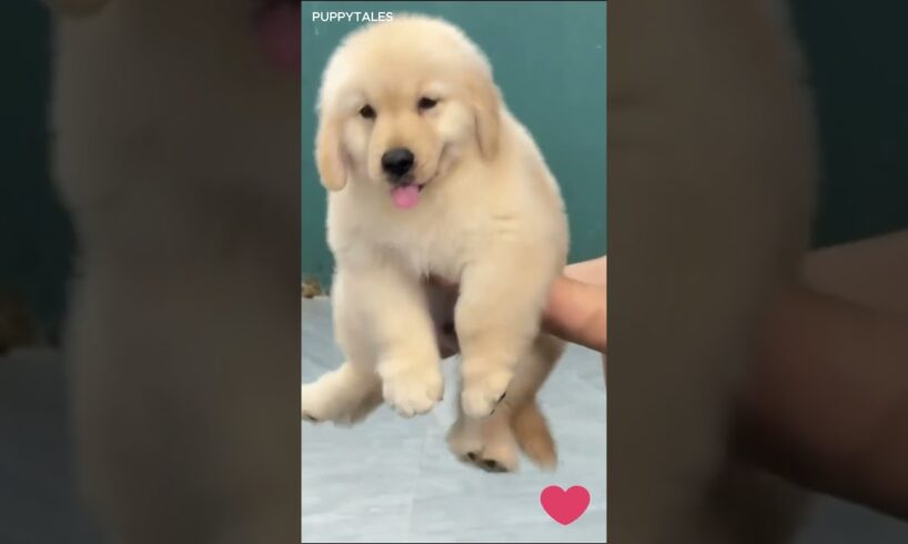 Cutest Puppy Videos on YouTube | Adorable & Funny Puppies in Action