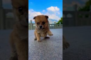 Cutest Puppy #puppy #puppies #puppydog #funnyclips #funny #animals