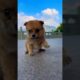 Cutest Puppy #puppy #puppies #puppydog #funnyclips #funny #animals