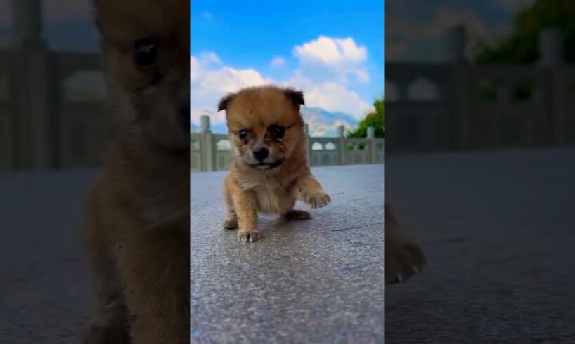 Cutest Puppy #puppy #puppies #puppydog #funnyclips #funny #animals